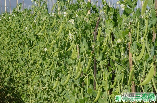 种植豌豆（荷兰豆）为什么要搭架摘心？