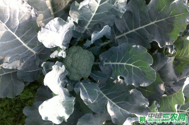 种植西兰花（青花菜）如何施肥？