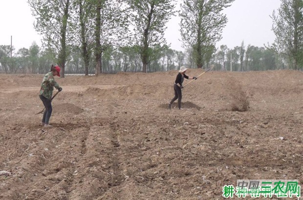 种植西兰花（青花菜）如何施肥？