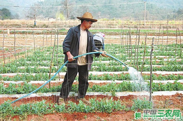 种植豌豆(荷兰豆)如何浇水? 种植豌豆(荷兰豆)如何浇水?