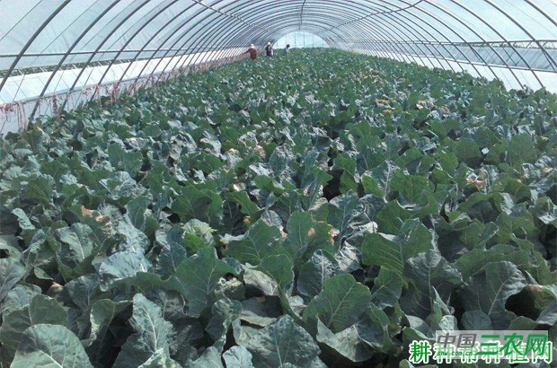 山东地区什么时候种植西兰花（青花菜）？