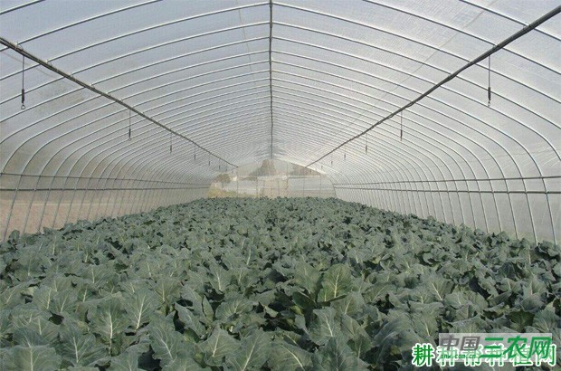 山东地区什么时候种植西兰花（青花菜）？