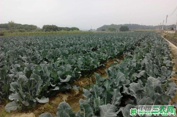 山东地区什么时候种植西兰花（青花菜）？