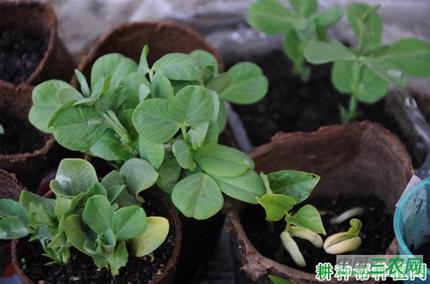 怎么样的豌豆(荷兰豆)苗适宜移栽? 怎么样的豌豆(荷兰豆)苗适宜移栽?