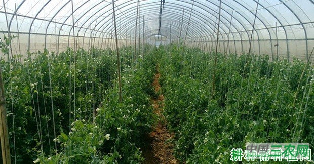 怎么样的豌豆(荷兰豆)苗适宜移栽? 怎么样的豌豆(荷兰豆)苗适宜移栽?