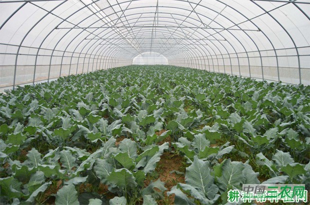 西兰花（青花菜）什么时候种植？