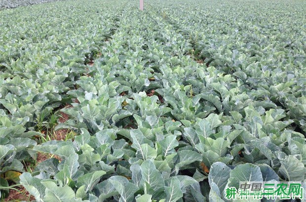 西兰花（青花菜）什么时候种植？