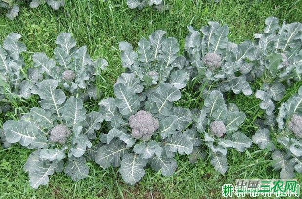 西兰花（青花菜）什么时候种植？