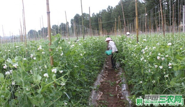 种植豌豆（荷兰豆）如何施肥？