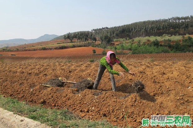 种植豌豆（荷兰豆）如何施肥？