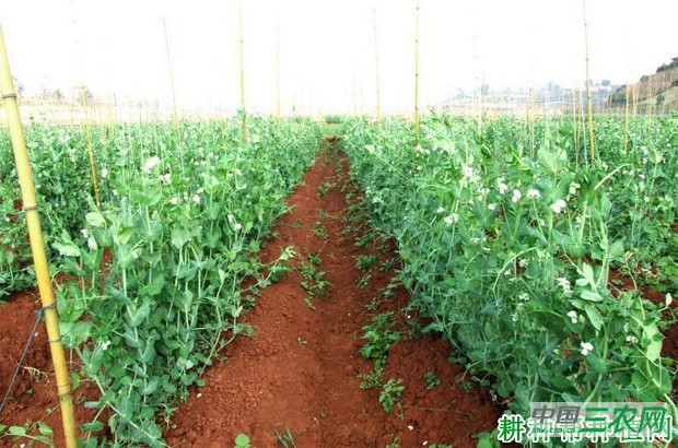 种植豌豆（荷兰豆）如何施肥？