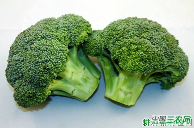 西兰花（青花菜）有哪些功效与作用？