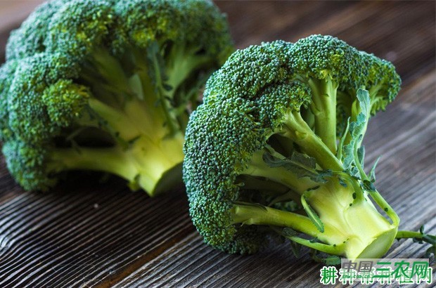 西兰花（青花菜）有哪些功效与作用？