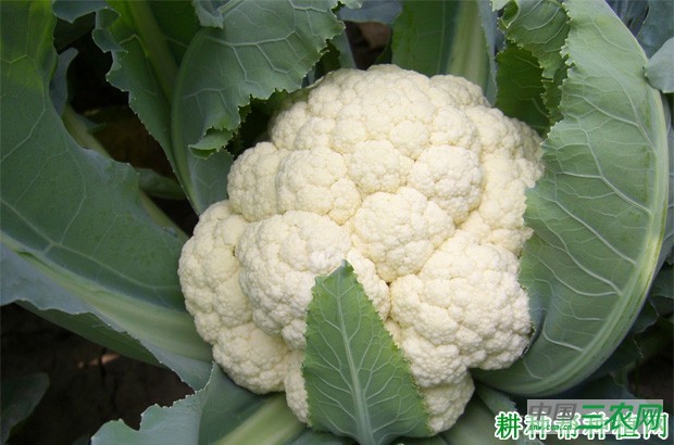 花椰菜（花菜、菜花）含有哪些营养成分？