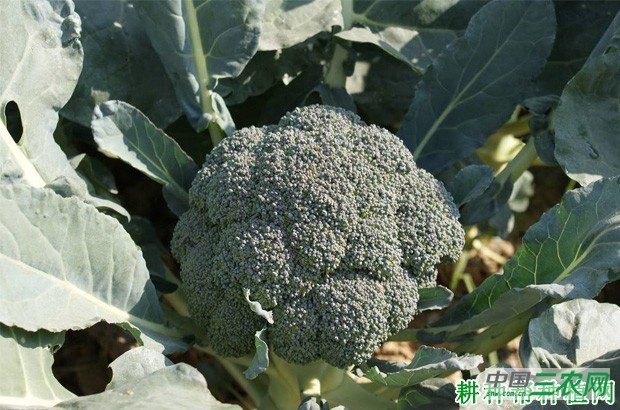 西兰花(青花菜)种植多少天可以收获? 西兰花(青花菜)种植多少天可以收获?