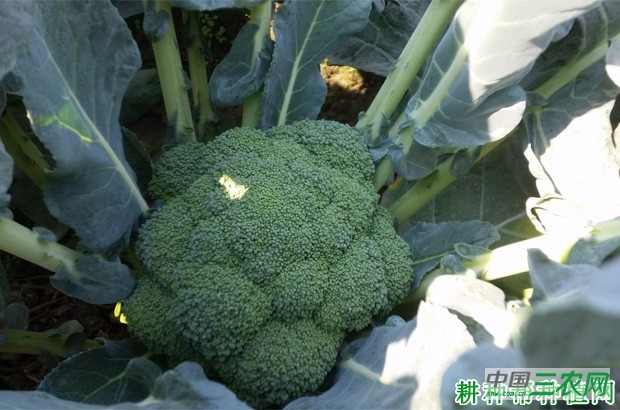 西兰花（青花菜）对环境条件有哪些要求？