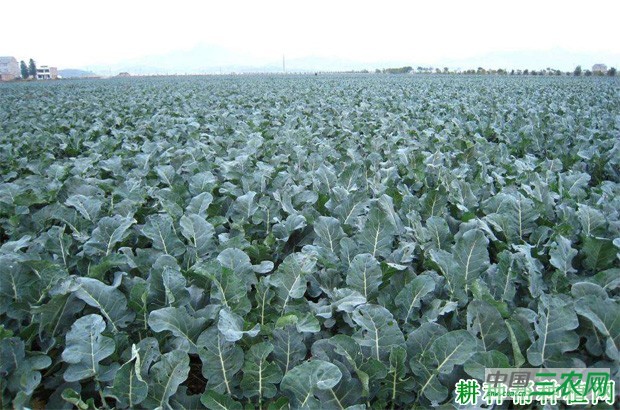 西兰花（青花菜）对环境条件有哪些要求？