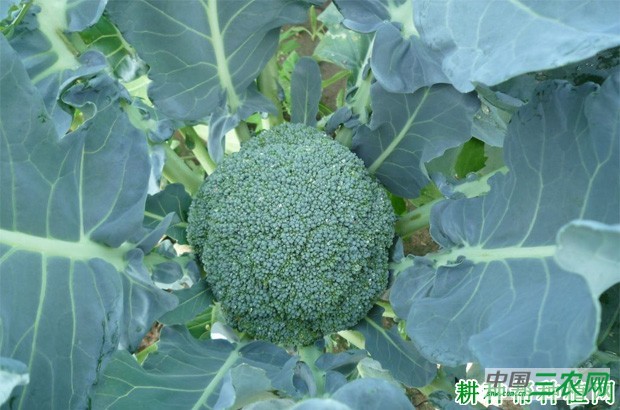 西兰花（青花菜）对环境条件有哪些要求？