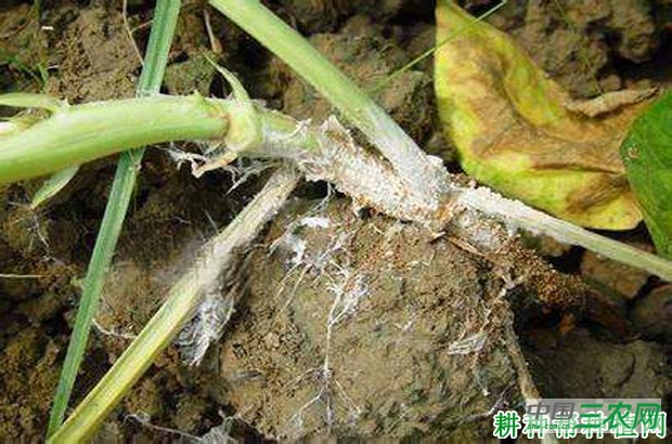 豆角白绢病如何防治？