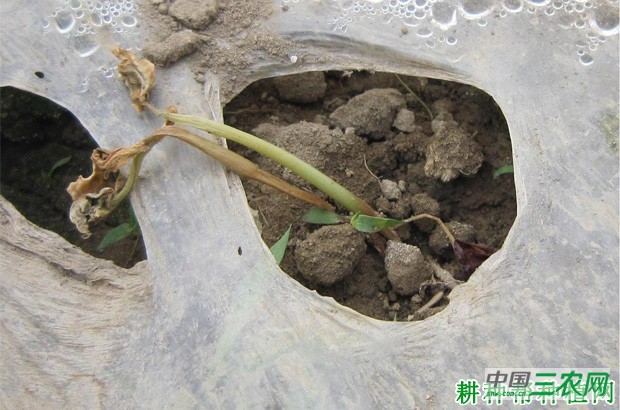 豆角立枯病如何防治? 豆角立枯病如何防治?