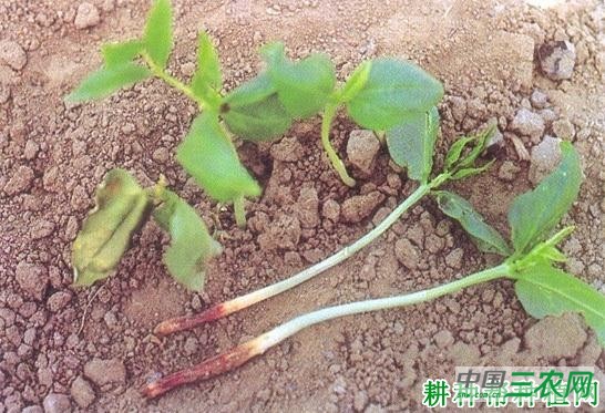 豆角立枯病如何防治? 豆角立枯病如何防治?