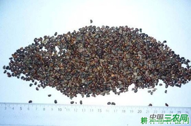 西兰花(青花菜)生长过程是怎么样? 西兰花(青花菜)生长过程是怎么样?