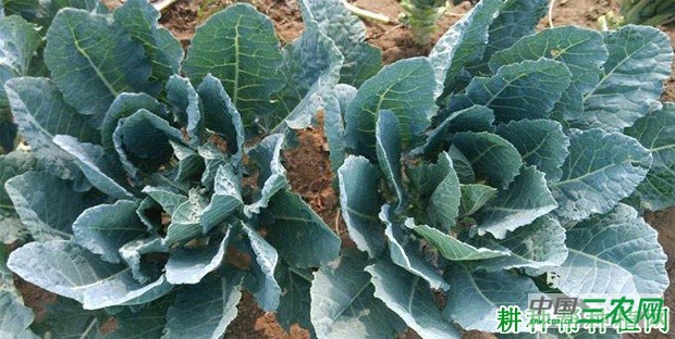 西兰花(青花菜)生长过程是怎么样? 西兰花(青花菜)生长过程是怎么样?