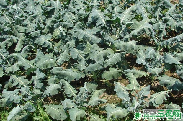 西兰花(青花菜)生长过程是怎么样? 西兰花(青花菜)生长过程是怎么样?