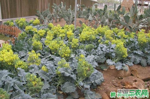 西兰花(青花菜)生长过程是怎么样? 西兰花(青花菜)生长过程是怎么样?