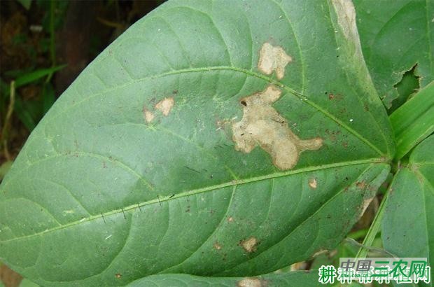 豆角灰斑病如何防治? 豆角灰斑病如何防治?