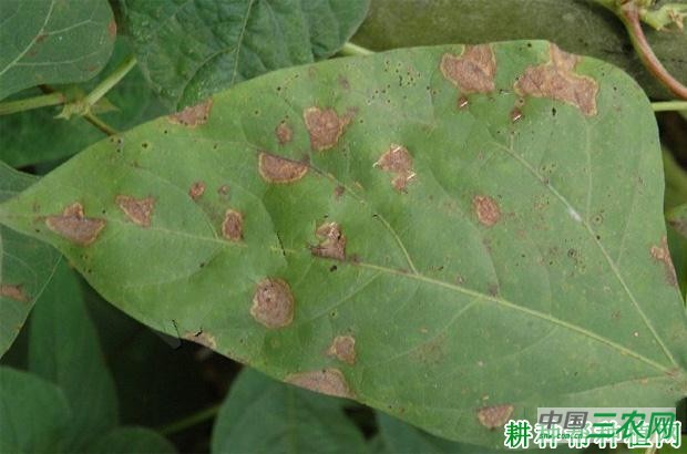 豆角灰斑病如何防治? 豆角灰斑病如何防治?