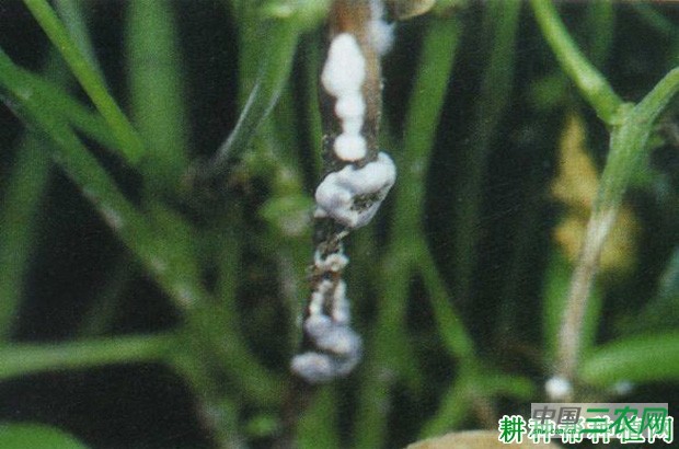 豆角菌核病如何防治? 豆角菌核病如何防治?