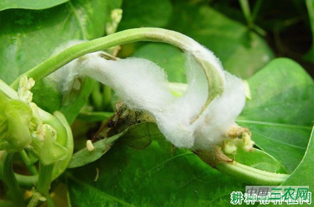 豆角菌核病如何防治? 豆角菌核病如何防治?