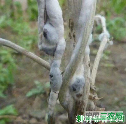 豆角菌核病如何防治? 豆角菌核病如何防治?
