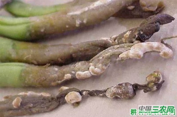 豆角菌核病如何防治? 豆角菌核病如何防治?