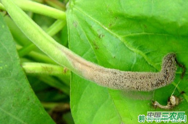 豆角灰霉病如何防治？