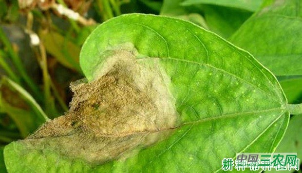 豆角灰霉病如何防治？