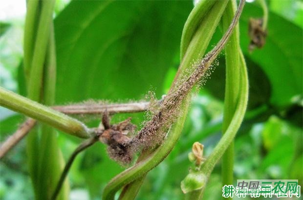 豆角灰霉病如何防治？