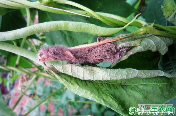 豆角灰霉病如何防治？