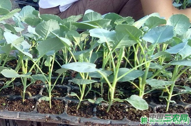 西兰花(青花菜)长怎么样? 西兰花(青花菜)长怎么样?