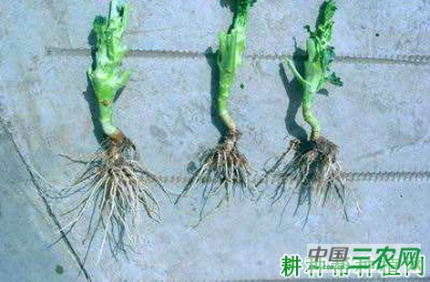 西兰花(青花菜)长怎么样? 西兰花(青花菜)长怎么样?