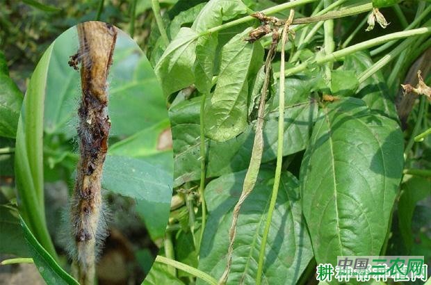 豆角疫病如何防治? 豆角疫病如何防治?