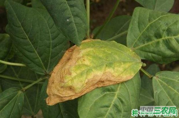 豆角疫病如何防治? 豆角疫病如何防治?