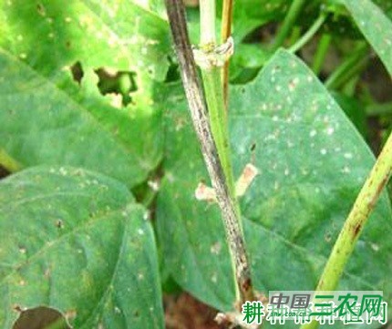 豆角茎枯病如何防治？