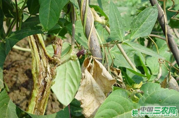 豆角疫病如何防治? 豆角疫病如何防治?