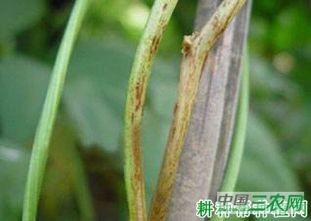 豆角茎枯病如何防治？