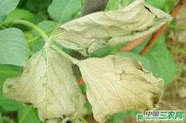 豆角疫病如何防治? 豆角疫病如何防治?