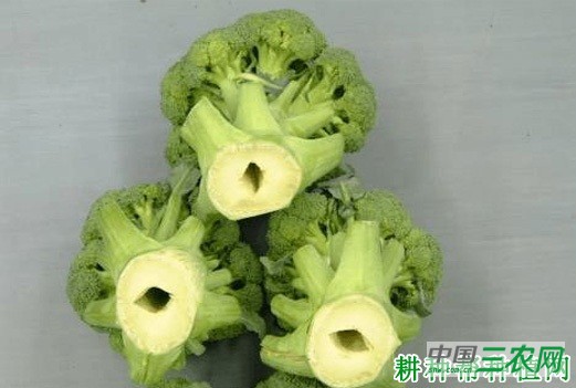 西兰花（青花菜）空茎或空心如何预防？