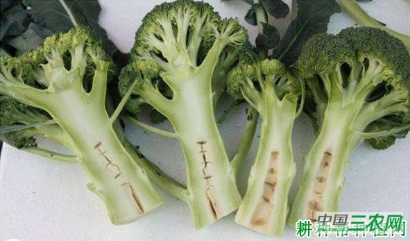 西兰花（青花菜）空茎或空心如何预防？