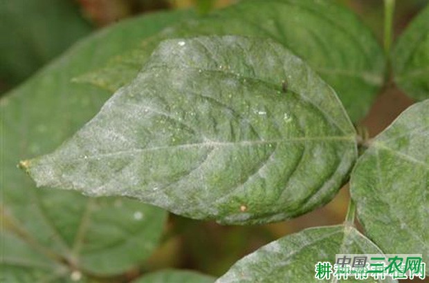 豆角白粉病如何防治？